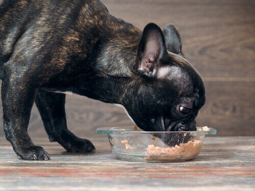 Il cibo umido per cani rovina davvero i denti? - A Passo di Cane